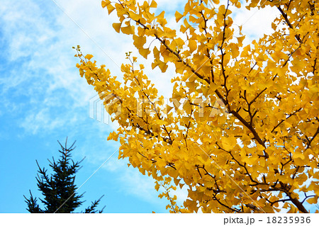 イチョウの葉 18235936
