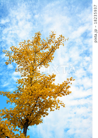 イチョウの葉 18235937