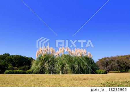 神代植物公園のパンパスグラス(10月)東京都調布市 神代植物公園のパンパスグラス(10月)東京都調布市 18235966