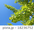 イチョウの緑 18236752