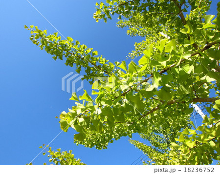 イチョウの緑 18236752