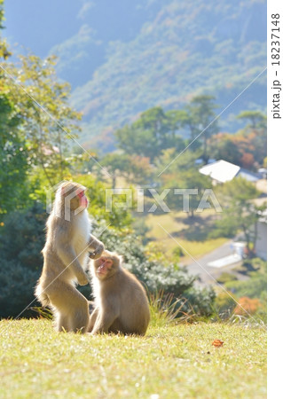 さる さる 18237148