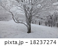 厳寒の明神平 18237274