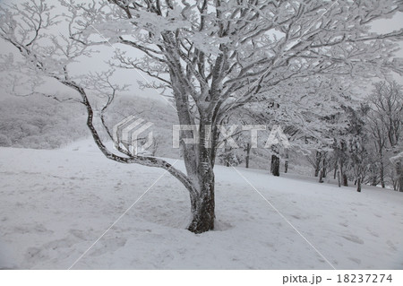 厳寒の明神平 18237274