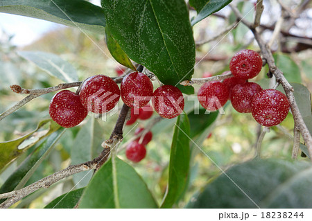 アキグミ 18238244