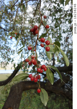アキグミ アキグミ 18238246