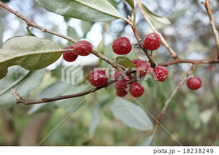 アキグミ アキグミ 18238249