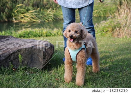 楽しい公園散歩 楽しい公園散歩 18238250