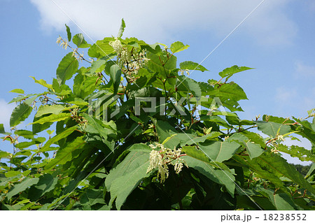 雌花を咲かせたオオイタドリ 18238552