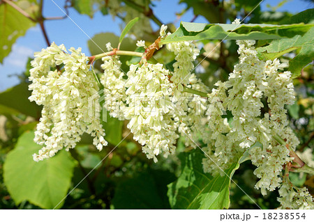 オオイタドリの雌花 18238554