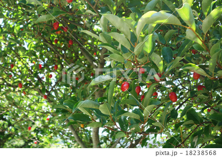 実をつけたグミの木 18238568