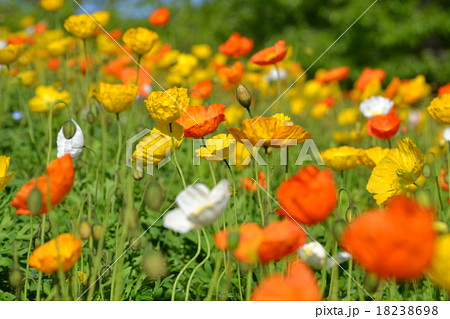 国営まんのう公園のポピー 18238698