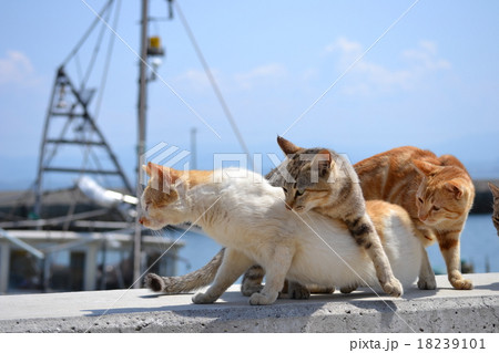 香川県男木島の猫暮らし 18239101