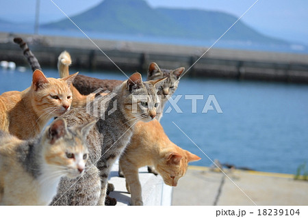 香川県男木島の猫暮らし 香川県男木島の猫暮らし 18239104