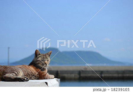 香川県男木島の猫暮らし 18239105