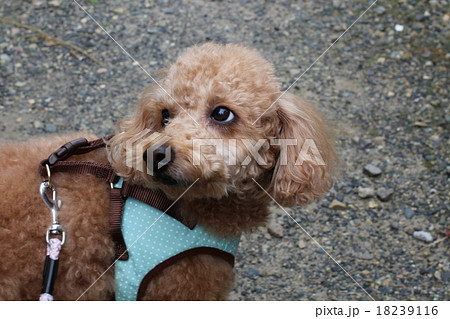 飼い主を見上げる犬 飼い主を見上げる犬 18239116