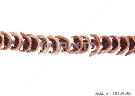 dry areca nuts for chewing snack dry areca nuts for chewing snack 18239666