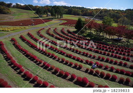 ひるがの高原コキアパークの写真素材 1393