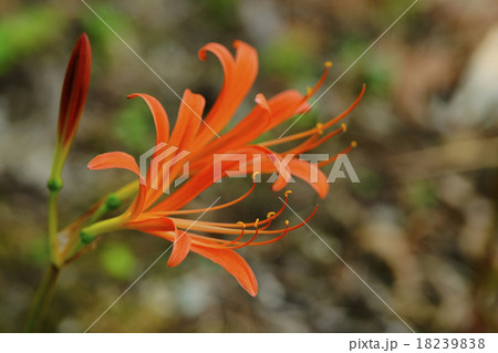 オオキツネノカミソリ 18239838