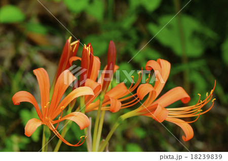 オオキツネノカミソリ 18239839