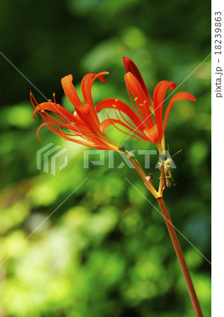 オオキツネノカミソリ 18239863