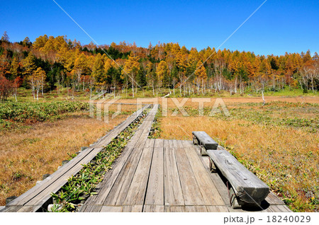 長野県　秋の志賀高原　田の原湿原の紅葉 18240029