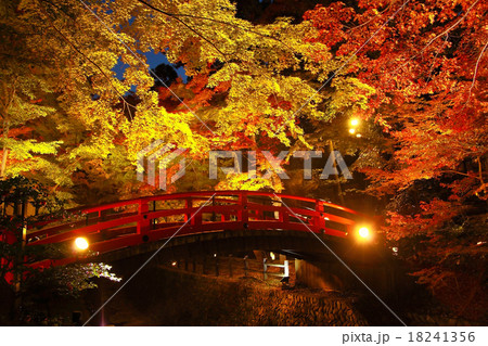 太鼓橋と紅葉ライトアップ 18241356