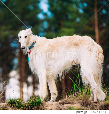 White Russian Dog, Borzoi, Hunting dog in Spring 18241864