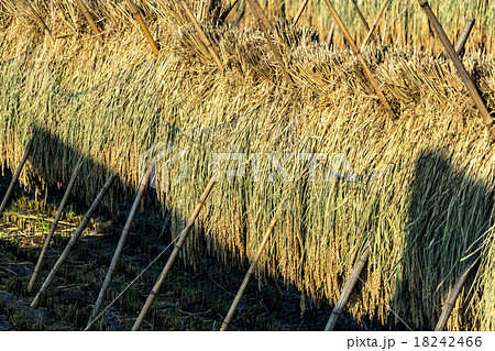 稲　米　収穫　秋　秋の風景　秋の風物詩　10月の光景　乾燥　天日干し　干す　稲刈り　米を乾かす 18242466