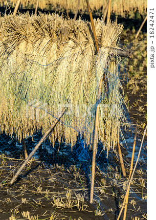 稲　米　収穫　秋　秋の風景　秋の風物詩　10月の光景　乾燥　天日干し　干す　稲刈り　米を乾かす 18242471