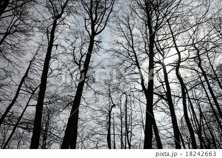 Bare trees Bare trees 18242663
