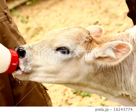 white calf drink milk  from  nipple bollte 18243774