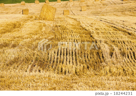 harvest company harvest company 18244231