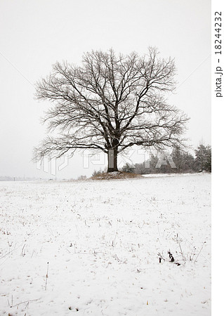 tree in winter tree in winter 18244232