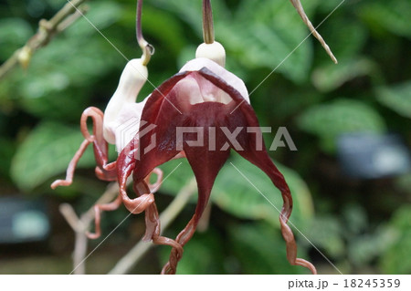 アストロキア・トリカウダタ 18245359