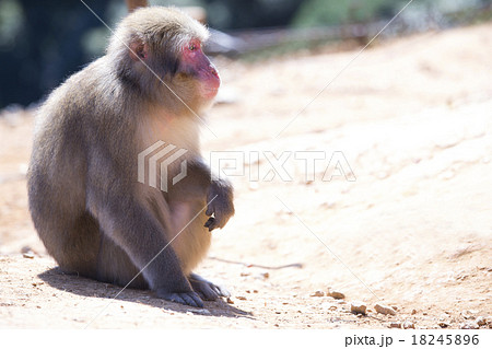 野生のサル 野生のサル 18245896