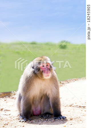 野生のサル 野生のサル 18245905