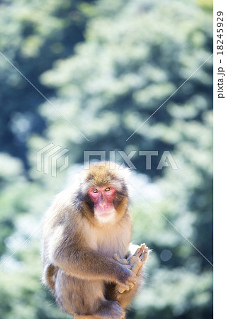 野生のサル 野生のサル 18245929