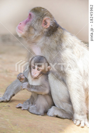 サルの親子 サルの親子 18245962