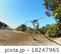 リスアカネ 18247965