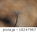 ナニワトンボ 18247967