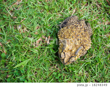 green toad on the grass field green toad on the grass field 18248349