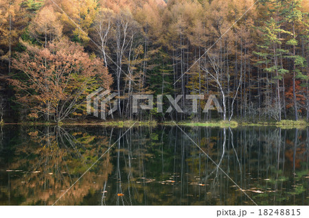 紅葉の御射鹿池 紅葉の御射鹿池 18248815