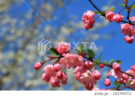 はなかいどう 18249052