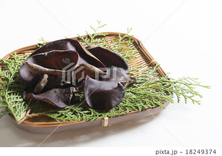 生きくらげ 18249374