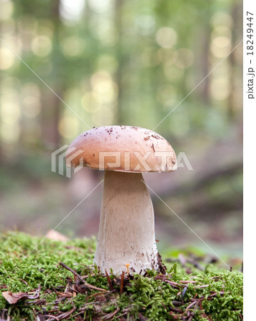 mushroom in forest 18249447