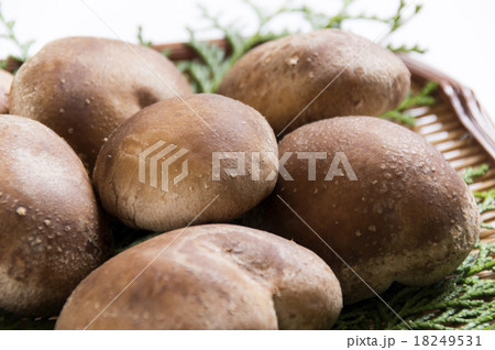 椎茸 18249531