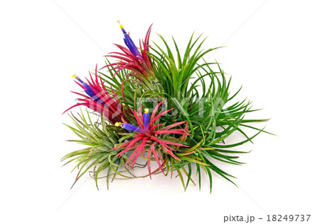 Tillandsia on white background. 18249737