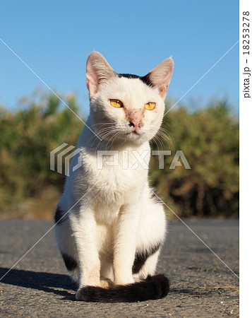 路上の猫 路上の猫 18253278