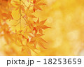 秋イメージ 18253659